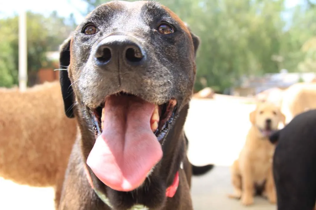 A happy dog during a training day